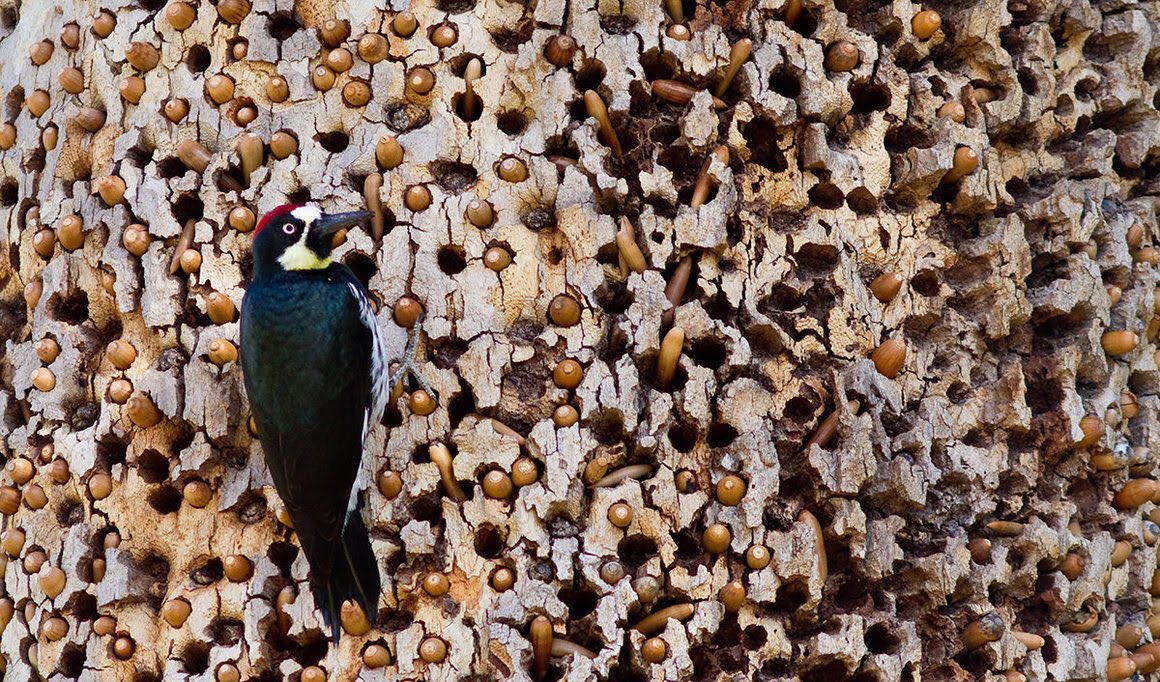 3) Acorn woodpeckers drill custom holes in “granary trees” and can store up to 50,000 acorns. To supply and defend such a precious resource, they live in stable social groups and will pass on granary trees through generations.  Edouard Rozey