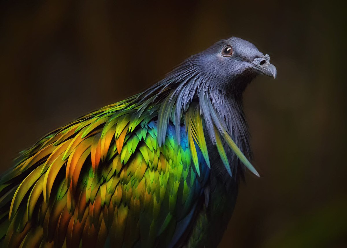 5) Nicobar pigeons look like this and are probably the closest living relative to dodos. Jon Baxter