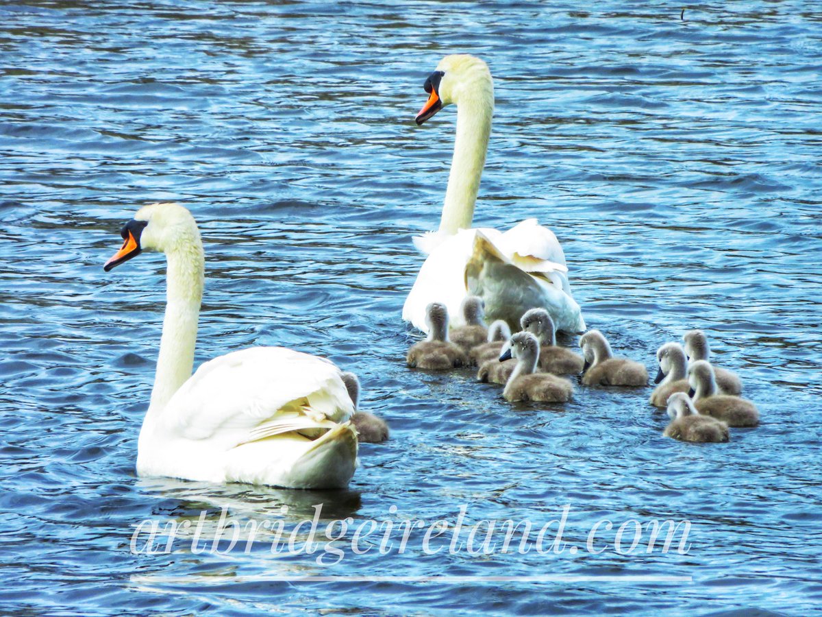 Artbridgeirela2's tweet photo. #tralee #blennerville #wildatlanticway #swans #cygnets #landscapephotography #wildlifephotography #wildlife #canonphotography #ireland #naturephotography #nature #kerry #thisisnature #summertime #traleecanal #PhotographyIsArt #photographylovers #photooftheday https://t.co/exbNhU7q7B