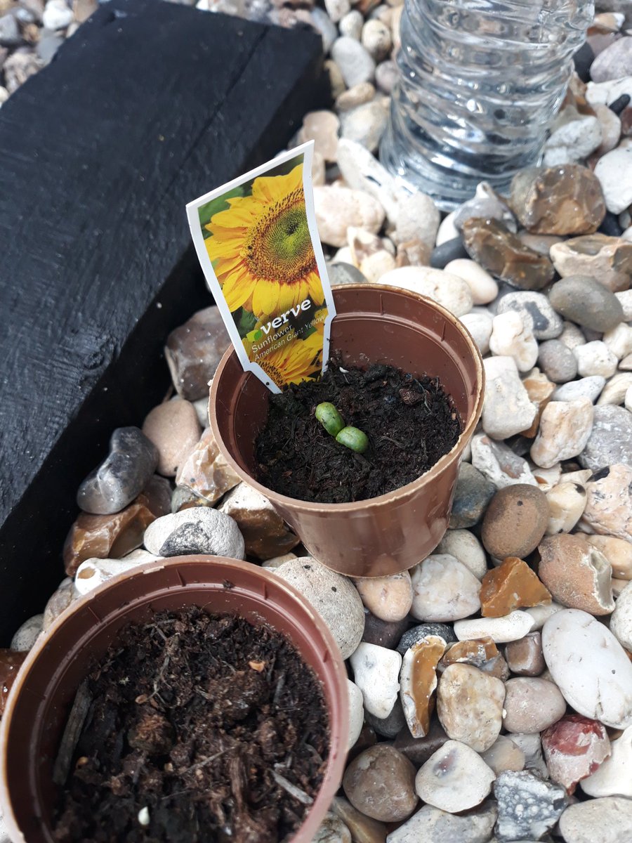 AndySpurs1977's tweet photo. @MHeathAcademy George's  sunflower has made an appearance today 🌻 https://t.co/YT7B5wk4Um