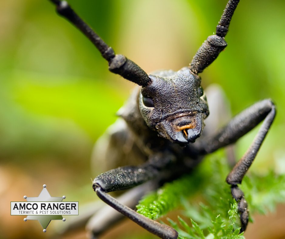 Are you tired of pests eating through plants and damaging your garden? Call Amco Ranger, we put an end to invasive pests.
amcoranger.com/contact/