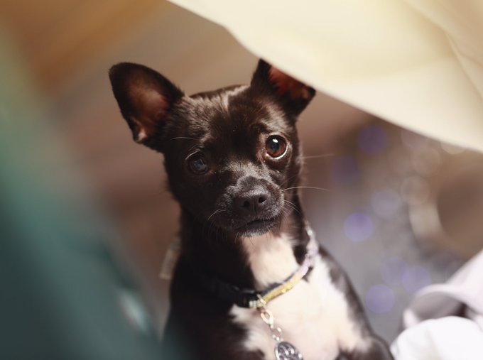 Delilah❤️  #furbaby🐾 https://t.co/yG4R21TTaN<a href="/tag/furbaby"class="tags">#furbaby</a>
