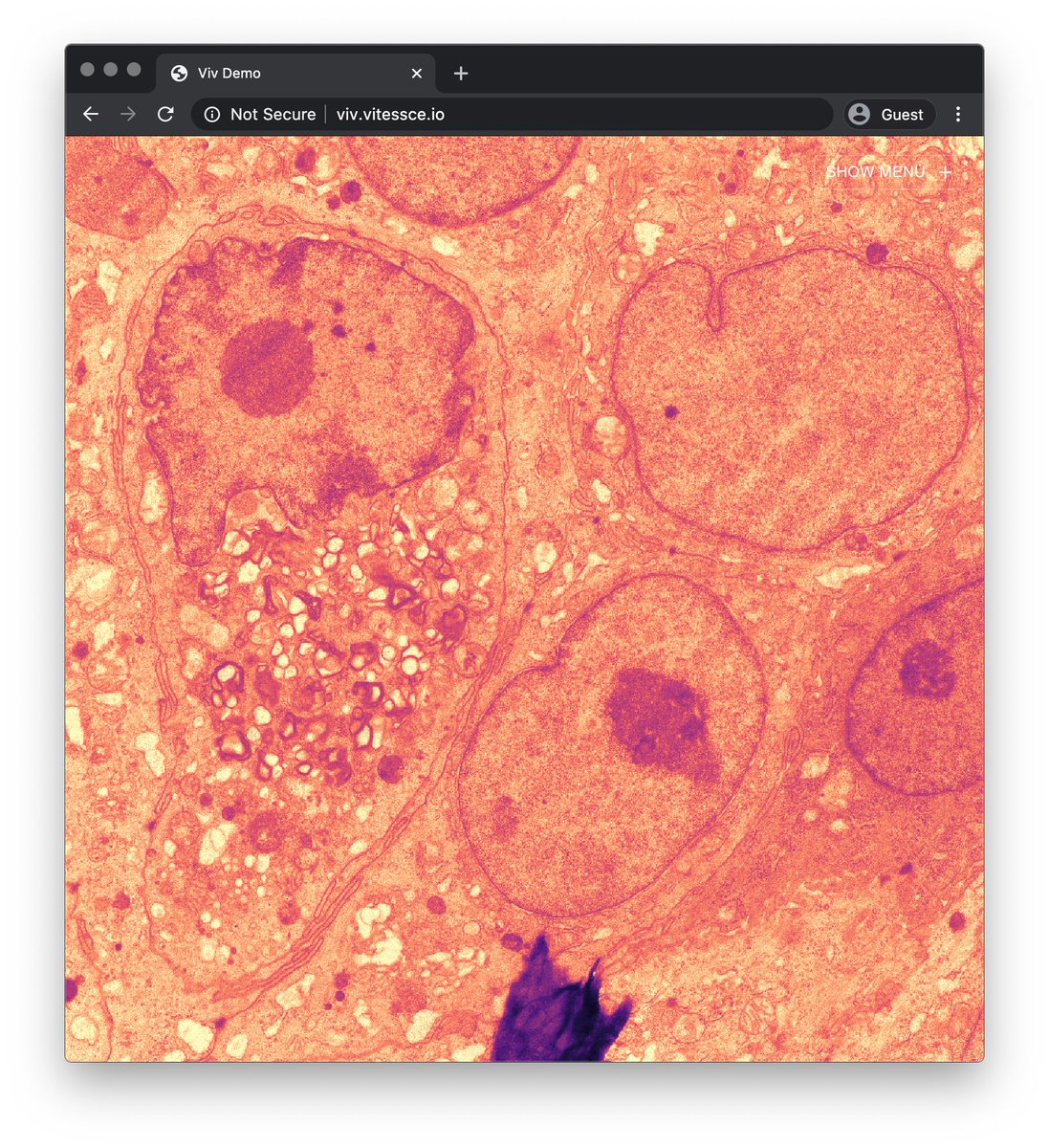 … just in time for the  #OME2020 community discussion about file formats tomorrow , we now have experimental support for  @zarr_dev images (ome-zarr from  @bioformats) in the browser!  @openmicroscopy /