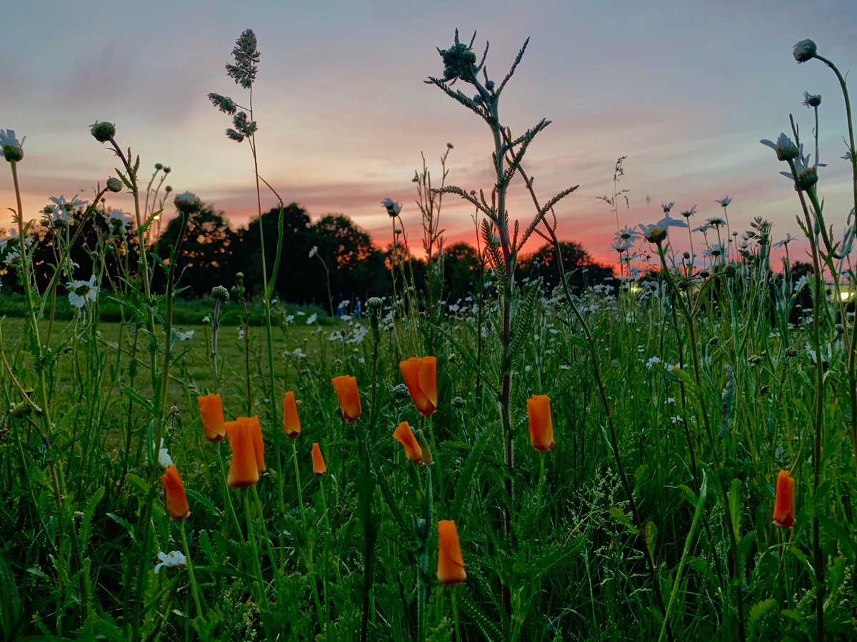 Schafernaker's tweet photo. Another evening with a gorgeous #sunset and meadow #summerflowers #London ☀️ Today’s high was 26°C in #Ealing @EalingCouncil https://t.co/ljKCb4Z0L5