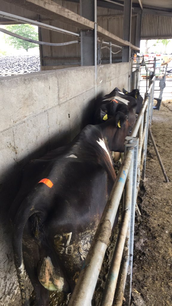 88% served in the first 21 days of breeding. Using estrotect scratch cards for the first service. Hopefully no repeats from now on #breeding2020 #placement <a href="/diarmuidlee3/">Diarmuid Lee</a> 
<a href="/ucdagfood/">UCD School Ag & Food</a>