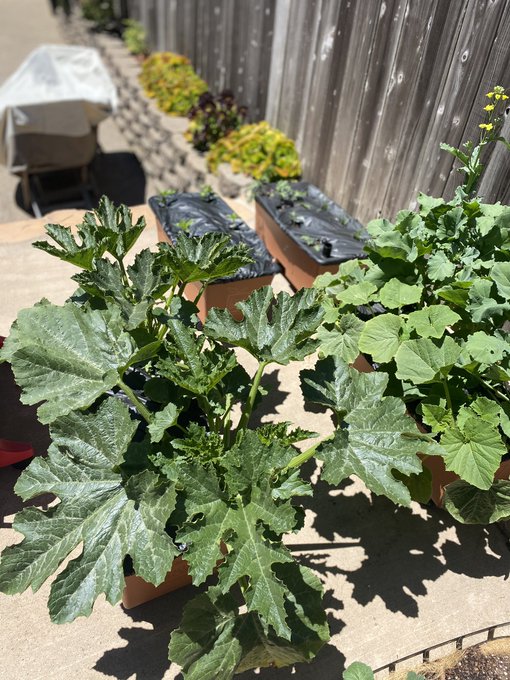 Some of them sort of look like weeds but they&rsquo;re all veggies and they are THRIVING!   Happy that this
