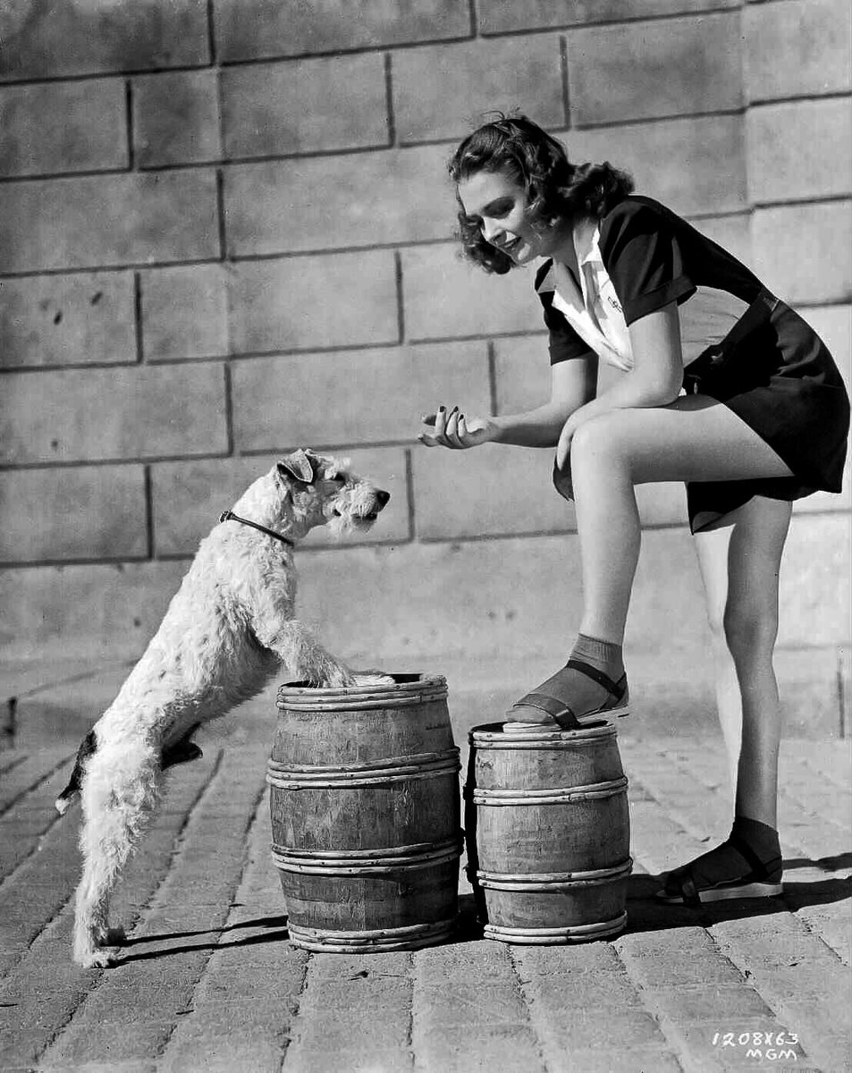 Asta (real name Skippy) had a long and glorious canine career in Hollywood beginning with his star turn in the original “Thin Man” film in 1934. He also had memorable roles as “Mr. Smith” in “The Awful Truth” (1937) and as the mischievous “George” in “Bringing Up Baby” (1938).