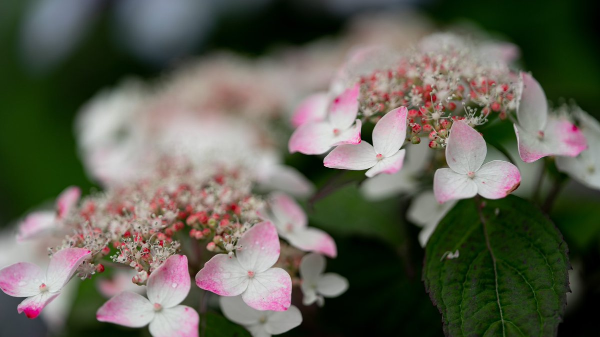 Takao A Twitter ヤマアジサイ ヤマアジサイが咲いていました 紅という品種のようです ヤマアジサイはその名の通り山に自生するアジサイ です ガクアジサイよりも花序 花の集まり が小型ですが地域によって花色や形の変異が多く愛好家の多い花とのことです 花言葉は