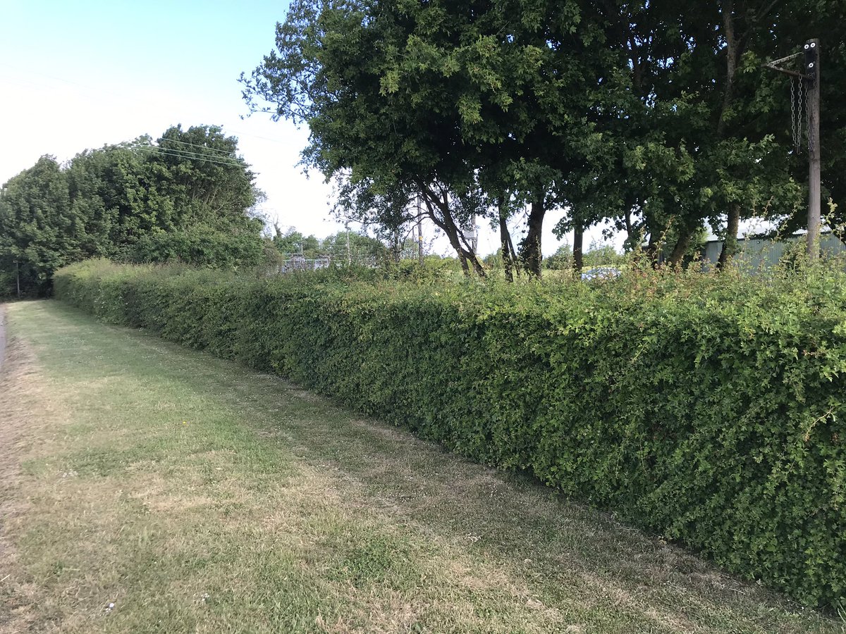 salixliliumhort's tweet image. Before &amp;amp; after; very overdue hedge pruning! #garden #hedgepruning #Horticulture #Wiltshire