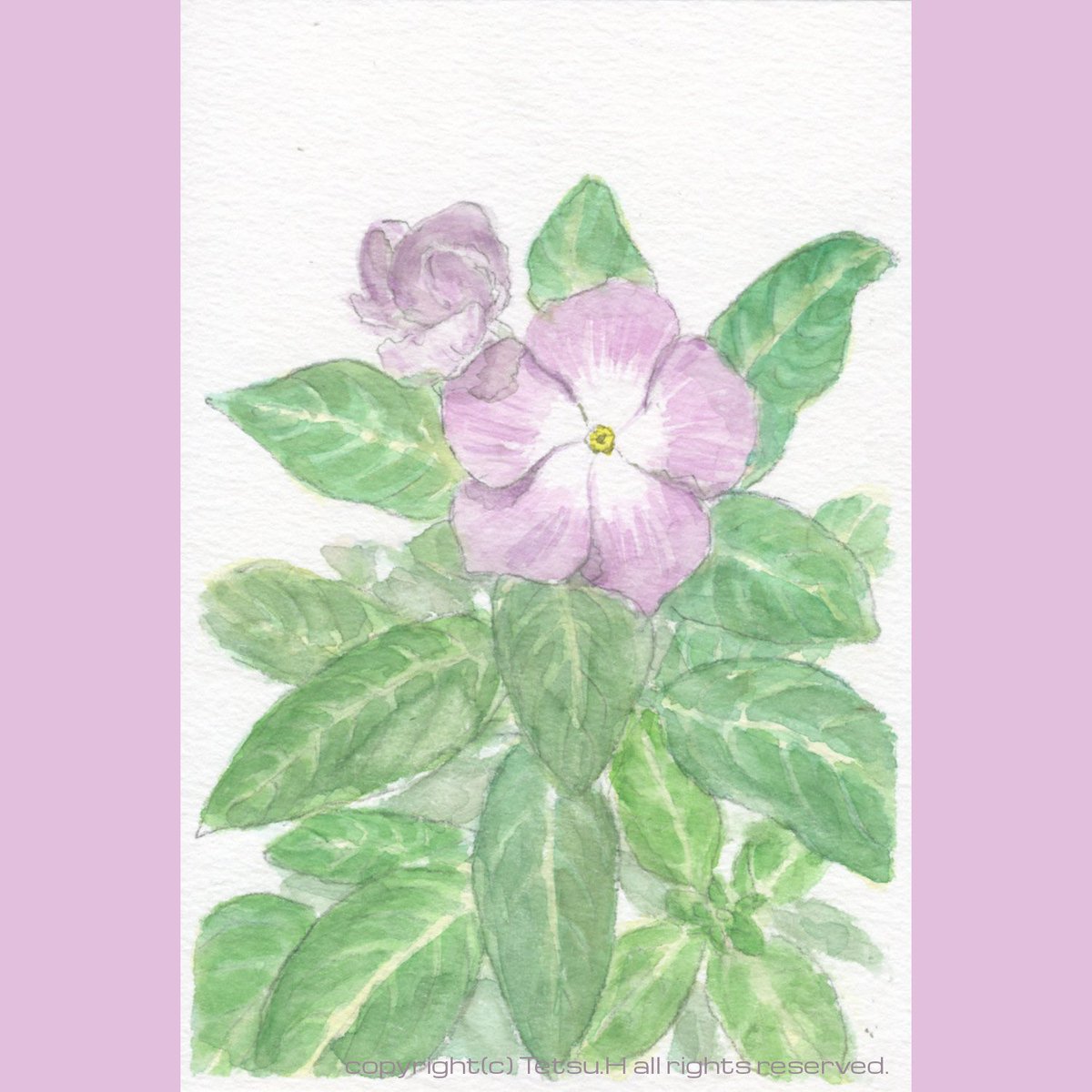 Tetsu Hirai ひとまず様子見 ニチニチソウ１３ 年作 植物画 透明水彩 スケッチ 日日草 ニチニチソウ Botanicalillustrations Sketch Watercolor Periwinkle T Co 041eru8vgj Twitter