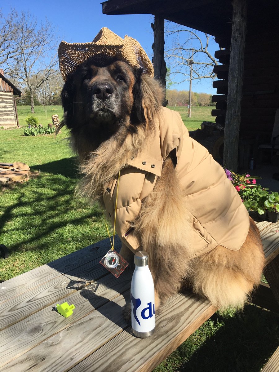 DuoDogsInc's tweet photo. Our Touch teams that participate in PAWS for Reading take their jobs very seriously as you can see. Glacier, a leonberger, participated in a virtual safari theme week for a local elementary school she visits. #DuoDogs #PAWSforReading #safari https://t.co/P2XMpmy76e