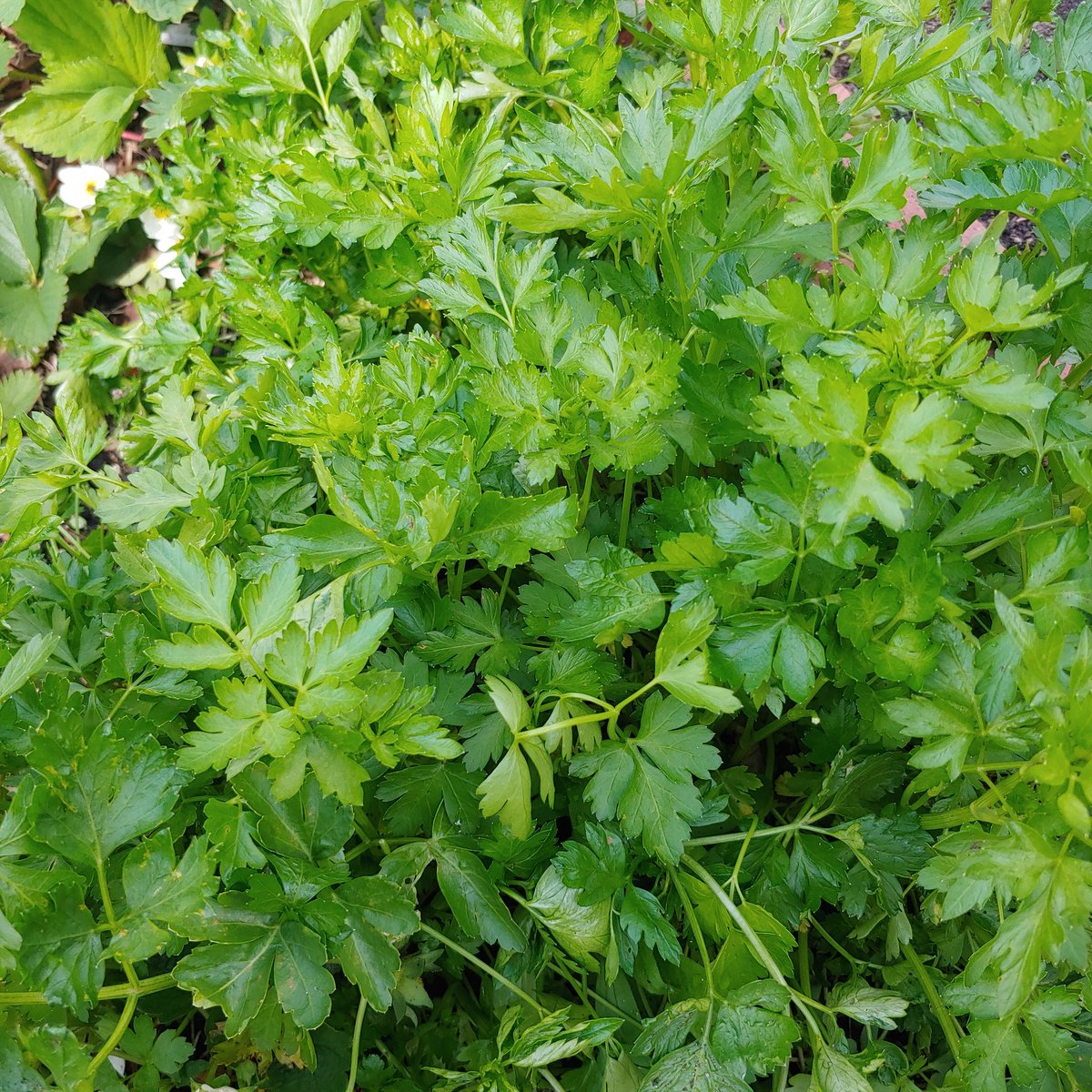 DMenTap's tweet photo. Fresh homegrown brah! Homegrown parsley that is! Ready to go into our shirazi salad (a tomato, cuke, onion, lemon, banger)that goes on all our DΓΆner and can be purchased as a side! Available for take out and delivery from the bar and @dmentruck Th-Sun!
#chicagodelivery https://t.co/o0pTTngwkX