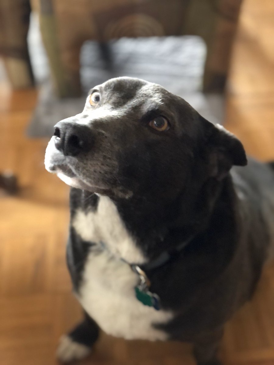 Thank you, <a href="/LifeatSAP/">Life at SAP</a> for letting my ‘humom’ spend another day devoted to just me without being interrupted by work! #dayoff