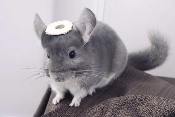 Pina Chinchillaさんのイラスト一覧