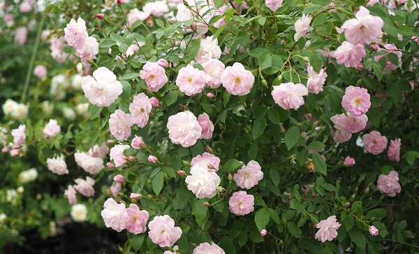 ʚ ɞ Michelle Lee ʚ ɞ 5 27 どんな日 百人一首の日 藤原定家によって 小倉百人一首が完成した日 誕生花 つるばら 花言葉 愛 ヨーロッパでは 伝説に由来して 約束を守る という意味で アンダー ザ ローズ バラの下で と いう言葉が使