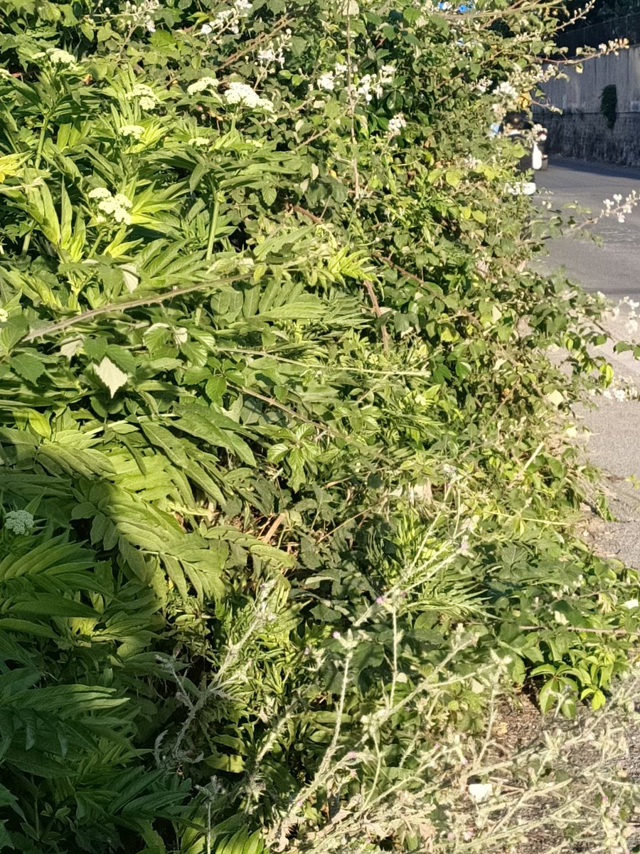 ntonio60's tweet photo. Attraversamento pedonale a #led Via di Pietralata angolo via Flora ottimo ma avremmo preferito anche marciapiede rifatto e sterpaglia tagliata @RobertaM5S 
@virginiaraggi 
@retake_c_rocchi https://t.co/tnHfm0vJZK