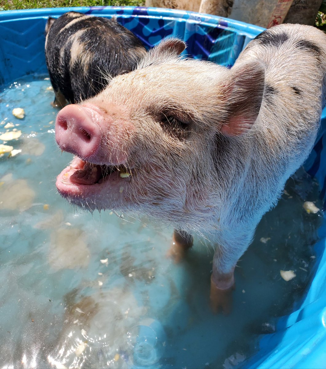 They were bobbing for apples and I'm not sure I've ever seen a happier pig.