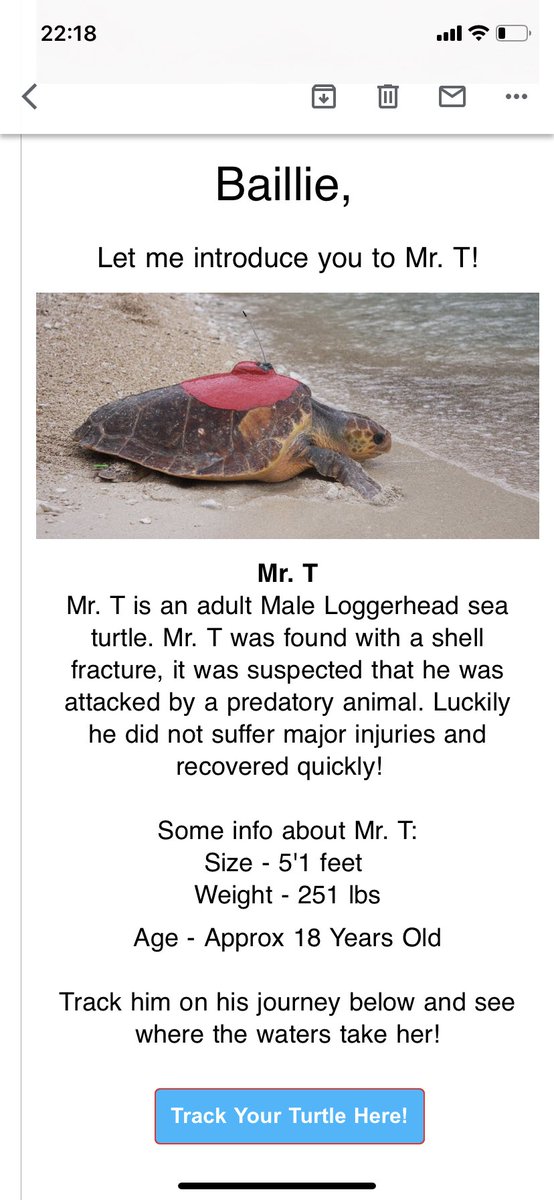 bailliehyde's tweet photo. Today’s edition of lockdown purchases: a turtle ankle bracelet so I can track the movements of my own turtle friend 💘 Mr T 💘 love u already x https://t.co/cV05cqQ4R5