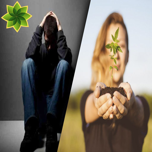 CannabiMedia's tweet photo. El cannabis es químicamente muy complejo. El THC y el CBD son las moléculas más conocidas producidas por la planta, y se está investigando el potencial de ambas para contrarrestar los síntomas de la depresión. 
¿Quieres saber mas?
👇👇👇
https://t.co/bqA1L5yYcV https://t.co/o6tiAS0rQ6