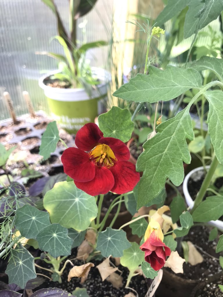 my favorite azalea, nasturtiums in the greenhouse, and my grandma’s legendary rhododendron 