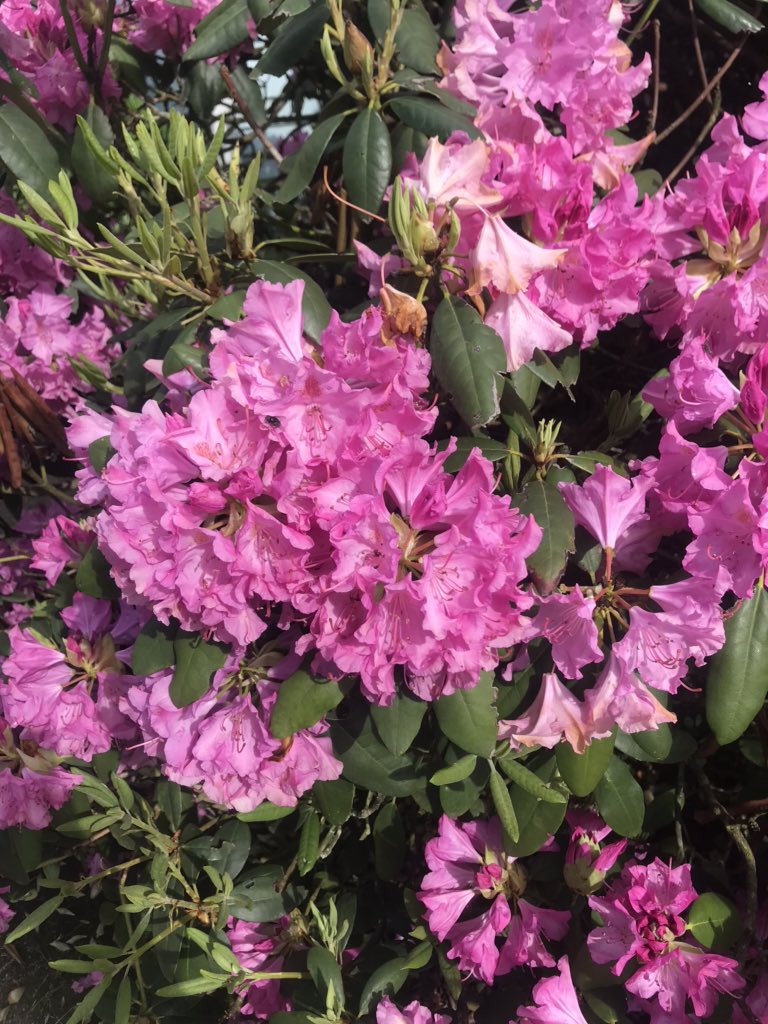 my favorite azalea, nasturtiums in the greenhouse, and my grandma’s legendary rhododendron 