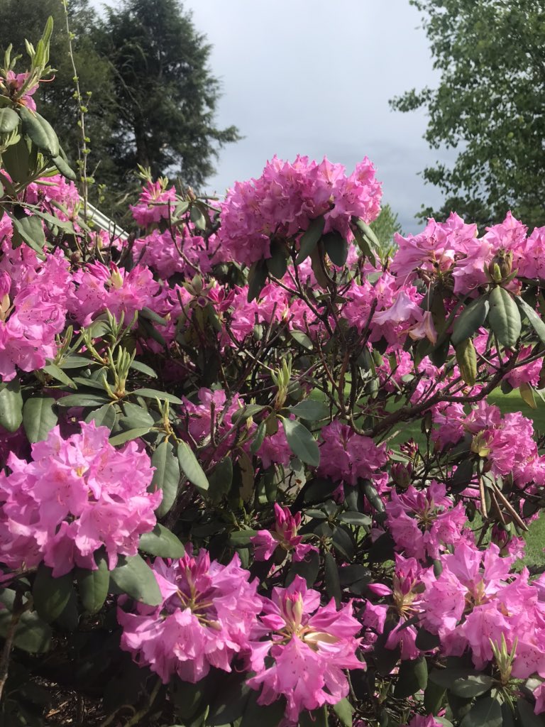 my favorite azalea, nasturtiums in the greenhouse, and my grandma’s legendary rhododendron 