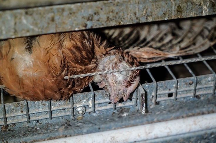 Rey_DelMal's tweet photo. Hey @Morrisons - you are still selling eggs from #hoadsfarm . This is the reality of that hell hole. #exposefreerange #eggs https://t.co/MM3FvFEdEV