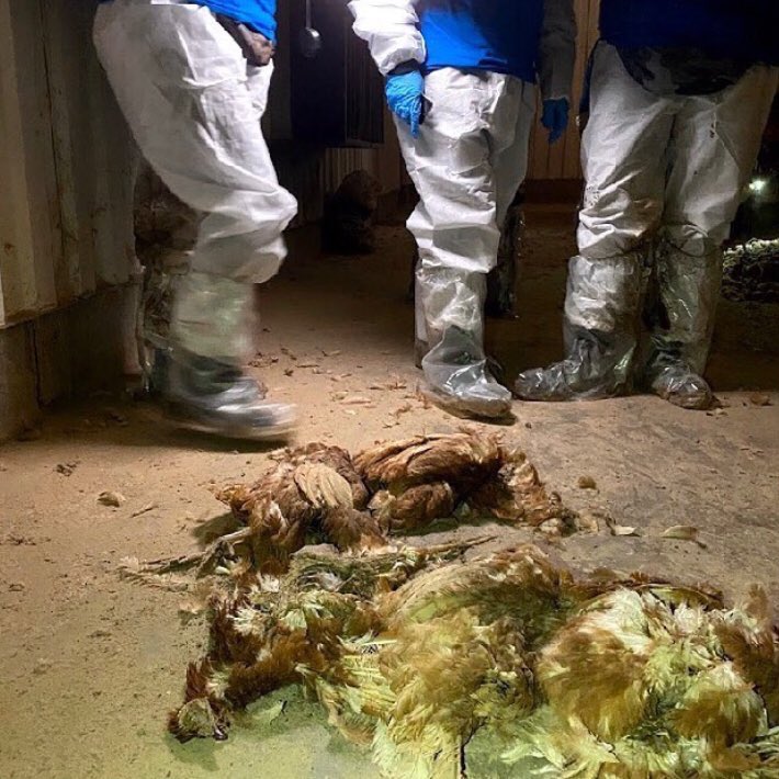 Hey <a href="/Morrisons/">Morrisons</a> - you are still selling eggs from #hoadsfarm . This is the reality of that hell hole. #exposefreerange #eggs