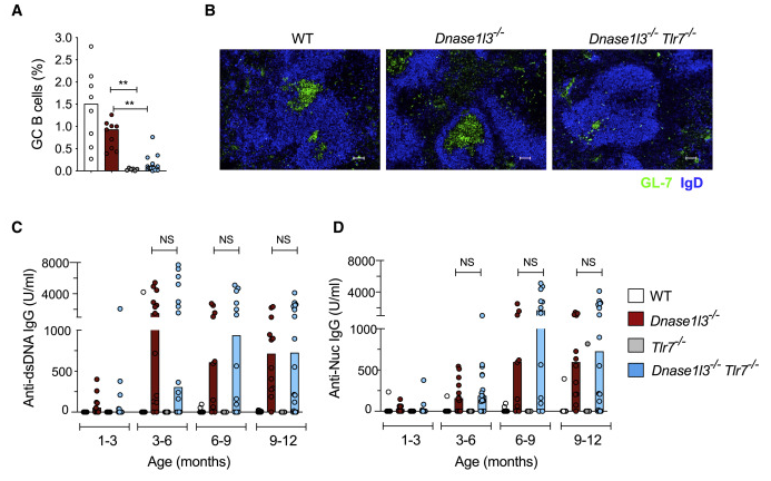mmw_lmw's tweet photo. #ExtraFollicular_B_Cell anti-DNA Response | Plasmacytoid Dendritic Cells and Type I Interferon Promote response to Extracellular Self-DNA | Boris Reizis @nyugrossman @ImmunityCP https://t.co/jvInB2gpTJ https://t.co/DCBuntlPDb