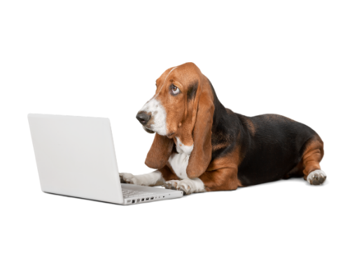 ChelmsfordDogs's tweet photo. Discussion about Virtual Training has been published on Chelmsford Dog Association - https://t.co/Z8zbt8LVaC https://t.co/h9pXvbaapg