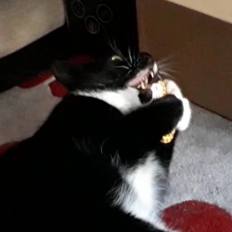 _JustSoph_'s tweet image. Rupert loves his new toy 🐈❤ @YeowwwCatnip #CatsOfTwitter #Catnip #CrazyCat #blackandwhite