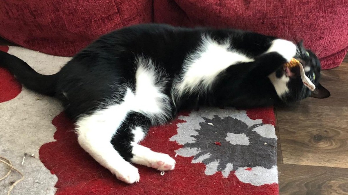 _JustSoph_'s tweet image. Rupert loves his new toy 🐈❤ @YeowwwCatnip #CatsOfTwitter #Catnip #CrazyCat #blackandwhite