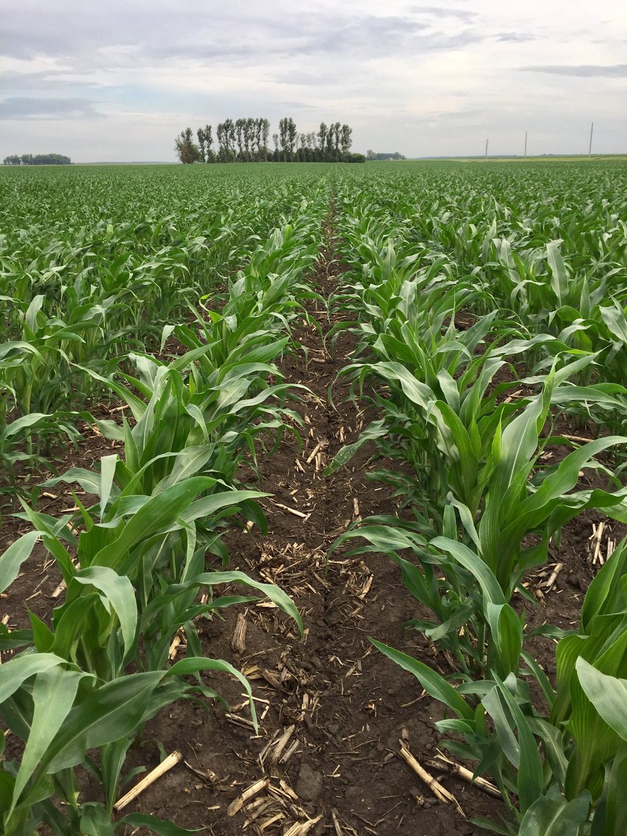 Jaminring's tweet photo. May 26th 2 years ago corn looked awesome, 1 year ago Corn was just coming up lots unplanted and today corn looks sick with corn-a virus put a mask on it https://t.co/uLiLAJlOnr