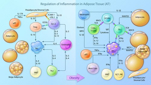 Christie Ballantyne (@cballantynemd) on Twitter photo #inflammation #obesity #metabolism <a href="/CircRes/">Circulation Research</a> <a href="/hwubcm/">Huaizhu Wu</a> <a href="/BCM_CVRI/">BCM_CVRI</a> <a href="/bcmhouston/">BCMHouston</a> <a href="/BCMFromtheLabs/">From the Labs at Baylor College of Medicine</a> #diabetes #CVD We have come a long way since the concept of #adipose tissue only storing #triglycerides ! #inflammation #obesity #metabolism <a href="/CircRes/">Circulation Research</a> <a href="/hwubcm/">Huaizhu Wu</a> <a href="/BCM_CVRI/">BCM_CVRI</a> <a href="/bcmhouston/">BCMHouston</a> <a href="/BCMFromtheLabs/">From the Labs at Baylor College of Medicine</a> #diabetes #CVD We have come a long way since the concept of #adipose tissue only storing #triglycerides !