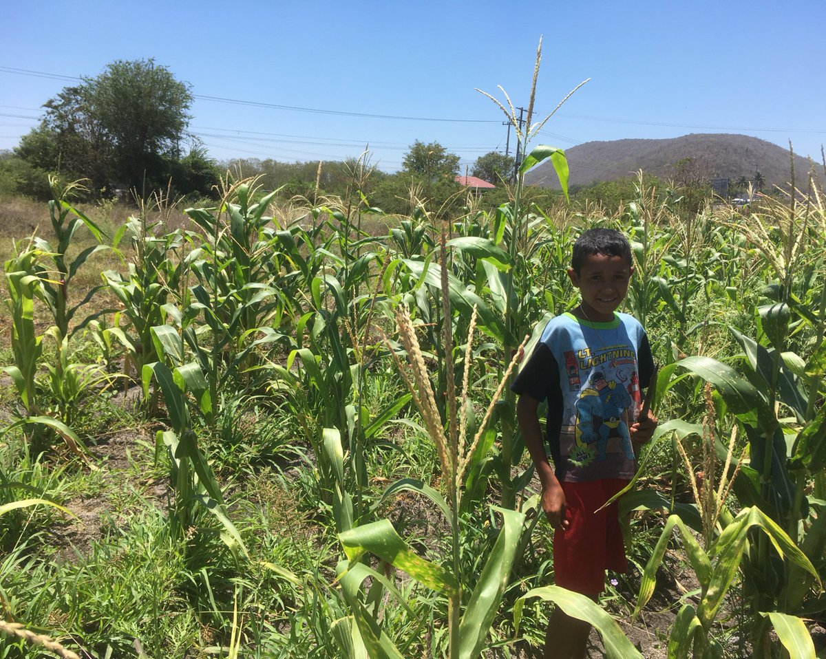 DefensaMaizCol's tweet image. En el Frente en Defensa del Maíz sembramos la semilla de la conciencia, un mundo mejor es posible para ellos niños y niñas de este país.  

#CUAC
#SoberaníaAlimentaria
#ParcelaUtopíaAlimentaria