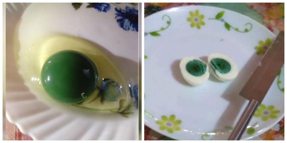 gominolasdpetro's tweet image. El propietario de una granja avícola en India llevaba meses desconcertado con el color de los huevos de una de sus gallinas. Investigadores de la Universidad de Kerala estudian el tema: se debe a la dieta, probablemente al consumo de la planta Sida cordifolia #gominolasdepeseta