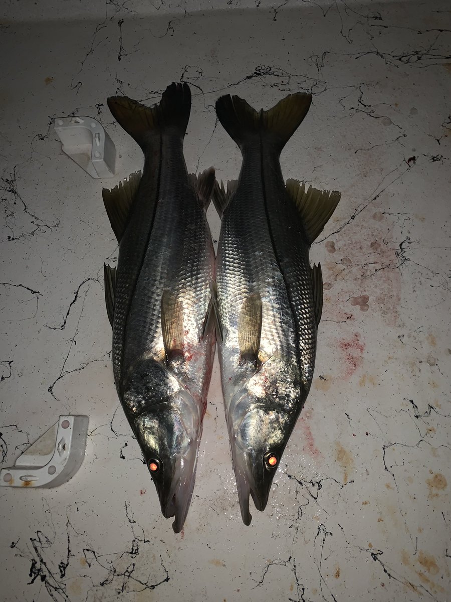 HookupLures's tweet photo. Twins.
#inshore #fishing #snook #jawbreakershrimp #softplastic https://t.co/7qT5JVfoiN