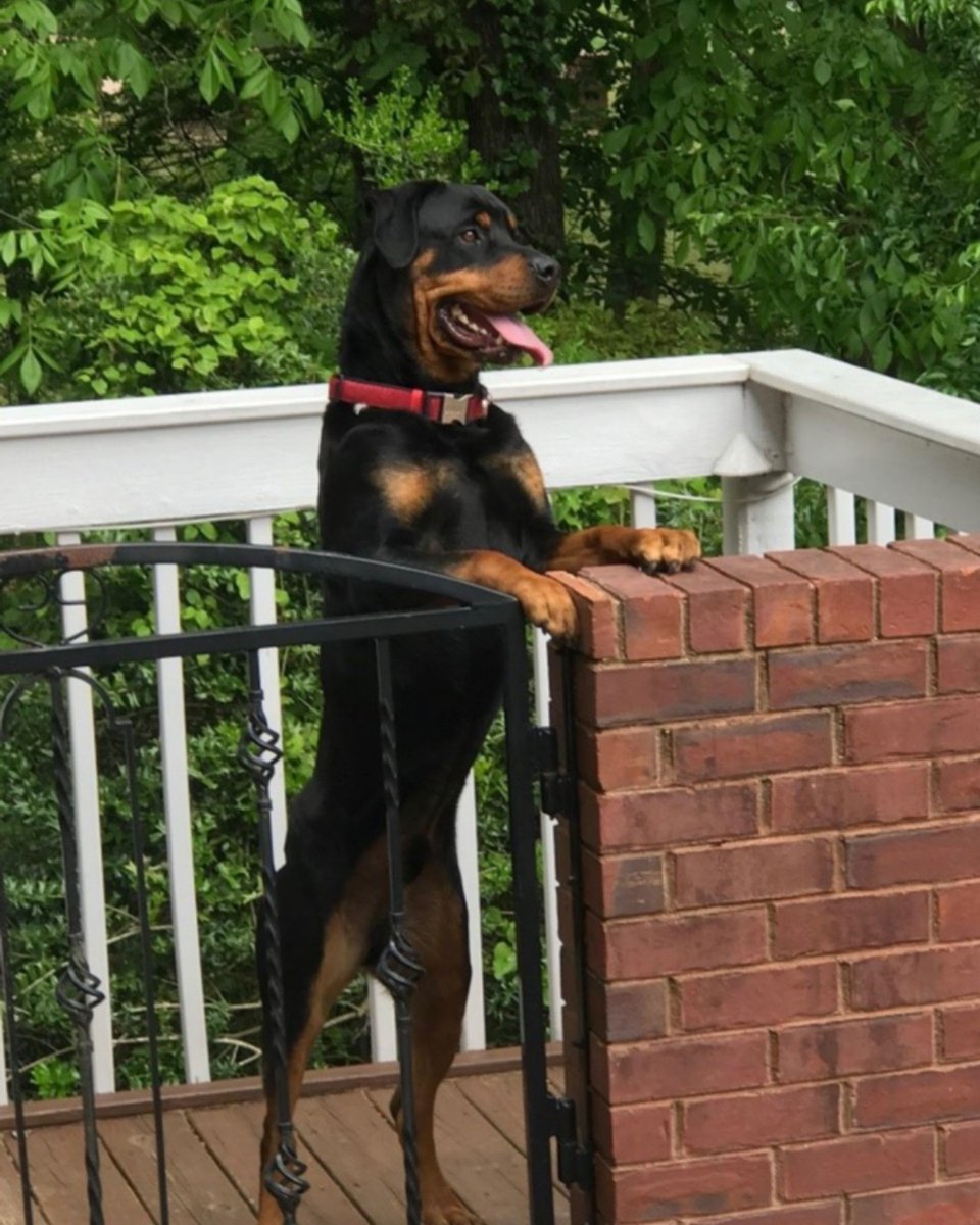 pucvm's tweet photo. “I know why my hooman is home all the time. They can’t stand being away from me”

#purduepersistence #furworker  #INthistogether #petsofpurdue #purduevetmed #boilerup #elearning #remotework #WFH #vetlife #boilermakers #purdueuniversity #dog https://t.co/1Motwq3BeZ