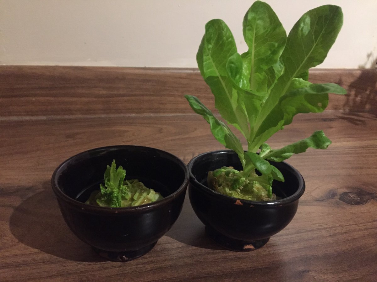 So lettuce-right is still in the lead, lettuce-left approaching this growing lark in a more cautious and timid manner. I romaine hopeful (lettuce joke). #GrowFoodFromScraps #BristolFoodKind #FoodWaste <a href="/Bristolfoodnet/">Bristol Food Network</a>
