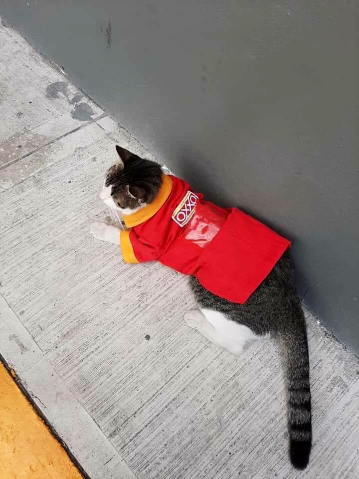 Bodegacats_'s tweet photo. https://t.co/0K8PWSwqWI
