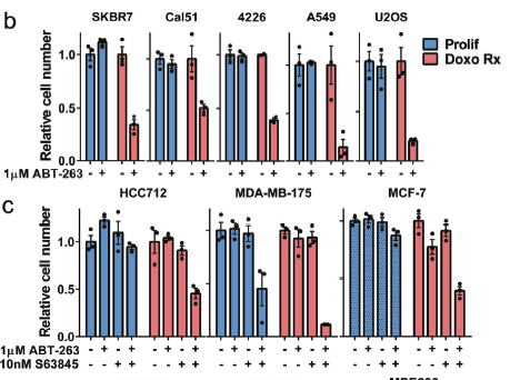 here, we show that some of these senescent, TP53 wild type tumor cells can be killed by a senolytic drug ABT-263 that inhibits BCLXL, but some cells require a 2nd drug to also hit MCL1, a key finding by  @thesrao 3/