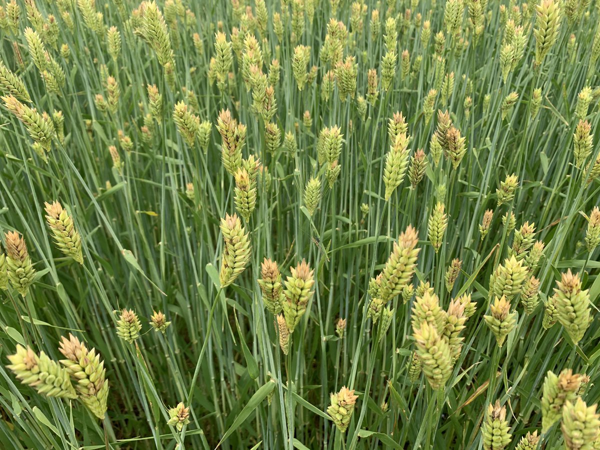 Lanc_ext_Jeff's tweet photo. At first glance this #barley field near Manheim looked like serious #head #scab. But on closer examination it was frost damage. Other end of the field had none and is about 20’ higher in elevation!! https://t.co/HqqcOB1df1