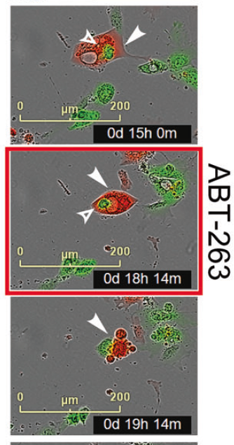 cannibalizing cells (red cell that has eaten a green) can be killed too 7/