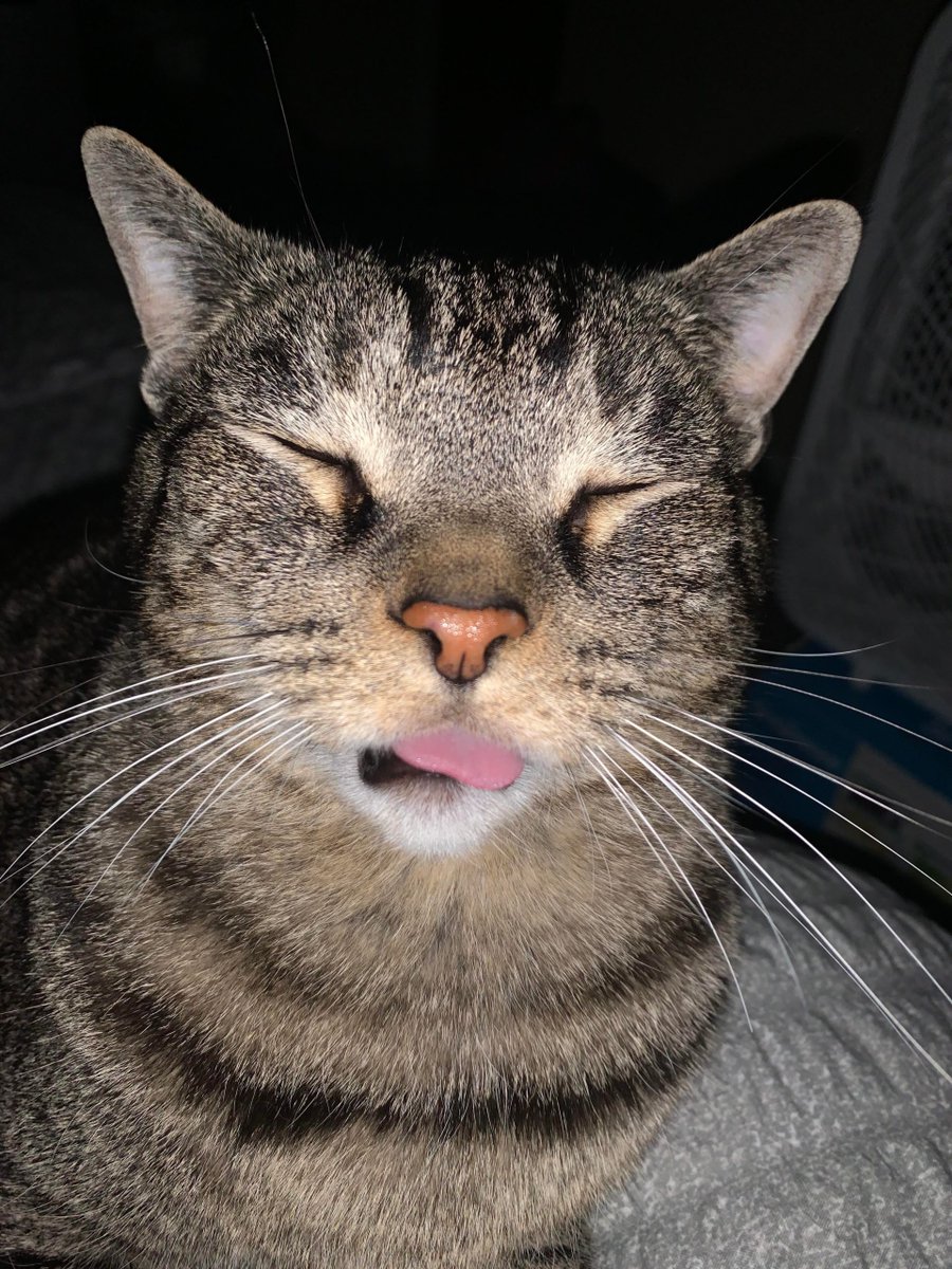 MeowMoeDotCom's tweet image. #Binx #Chilling and #Blepping
 
#Cats #Cat #Kittens #Kitten #Kitty #Pets #Pet #Meow #Moe #CuteCats #CuteCat #CuteKittens #CuteKitten #MeowMoe 
 
meowmoe.com/641707/binx-ch…