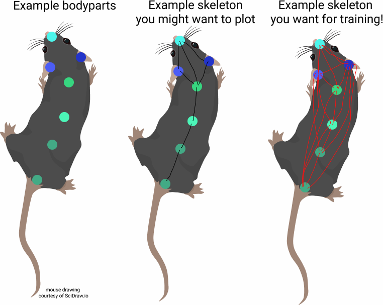 DeepLabCut's tweet photo. #maDeepLabCut #protip: the 'skeleton' is used for training, &amp; this means connecting it is key! We built a new @matplotlib based GUI (&amp; a @scidrawio 🐭 to demo) how to (1) use more points, and (2) how to connect the skeleton! 

📹 https://t.co/GAkS1P4eUx
📖 https://t.co/77aNGOp37R https://t.co/aAahxzEQ2R