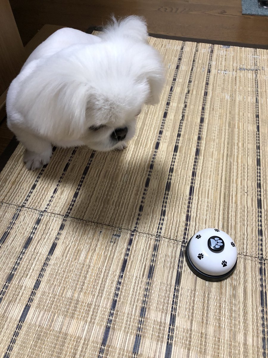 ベルトレーニング Twitter Search