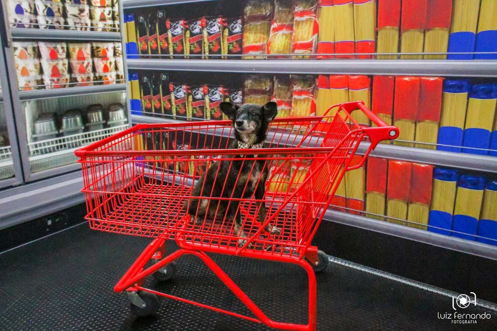 TimboNet's tweet photo. Cães resgatados viram modelos para campanha de estímulo à adoção
#FunMuseu #Cãesresgatados #adoção
✅ Matéria completa no site - https://t.co/7tB31NhwWx https://t.co/XTfZuRrJ2t