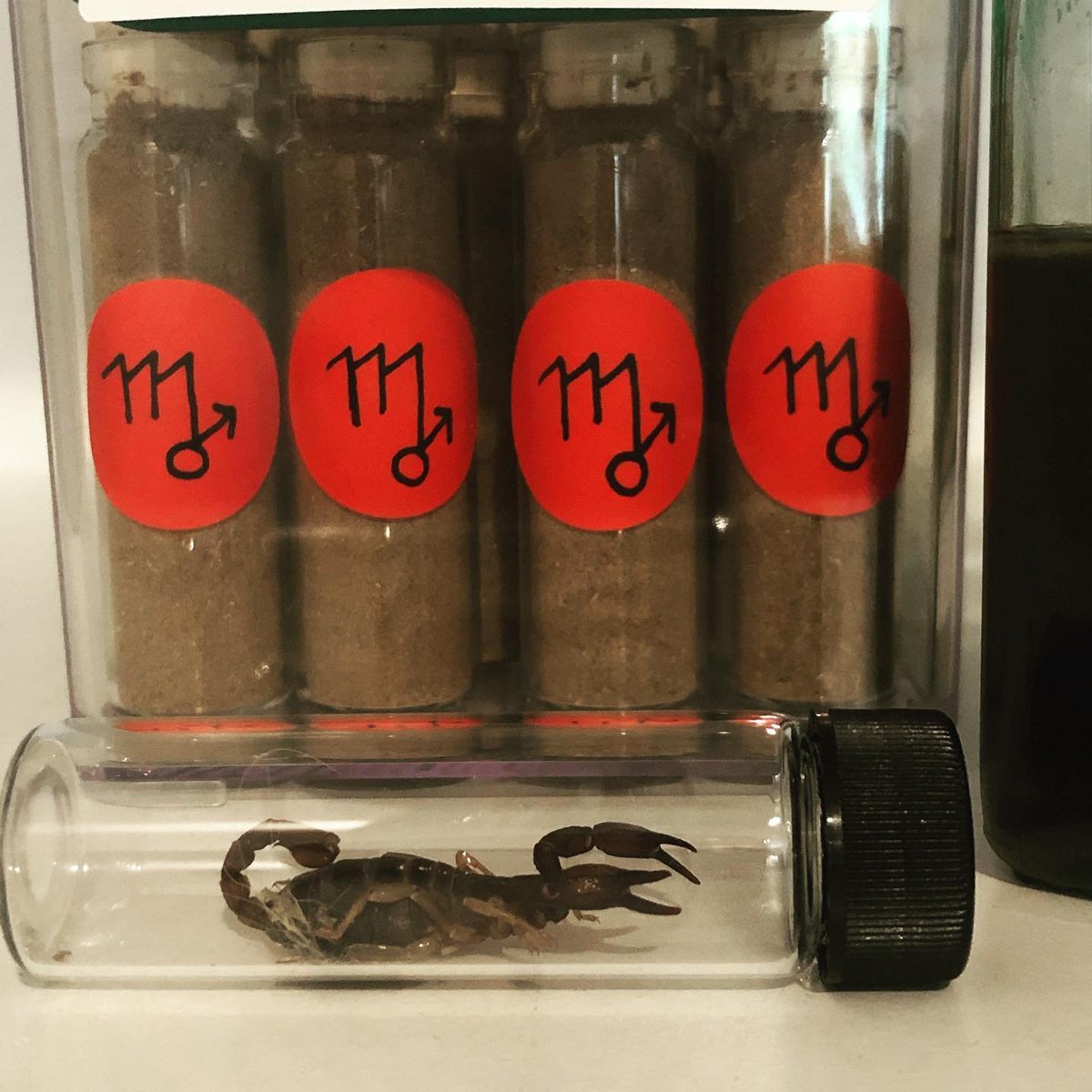 SphereandSundry's tweet photo. On this Mars day + hour, filed under: sh*t you can’t make up... 

I went to bottle more Mars in Scorpio Emperor Edition oil, and found a WHOLE-ASS MOTHERF*CKIN SCORPION *IN* the empty box of vials I opened, just uh… WAITING, in one of the vials 🙀🦂⠀ https://t.co/aP3M3ciHg2