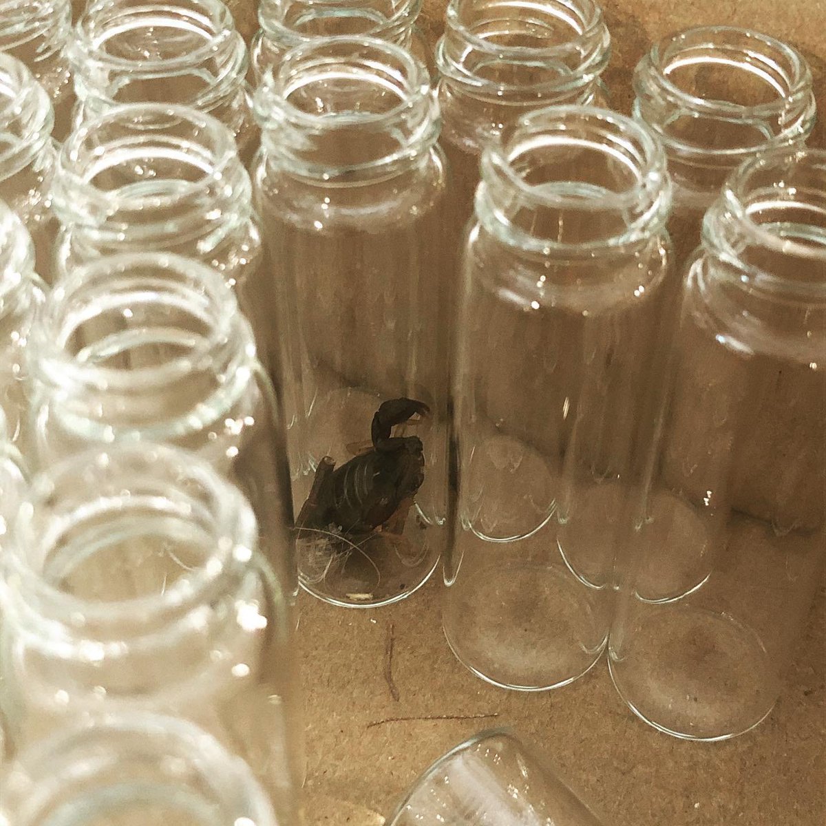 SphereandSundry's tweet photo. On this Mars day + hour, filed under: sh*t you can’t make up... 

I went to bottle more Mars in Scorpio Emperor Edition oil, and found a WHOLE-ASS MOTHERF*CKIN SCORPION *IN* the empty box of vials I opened, just uh… WAITING, in one of the vials 🙀🦂⠀ https://t.co/aP3M3ciHg2