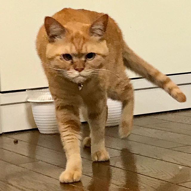 LabLOBO's tweet photo. 3猫、肉食獣としての風格…ないか😁
#ペロ #猫舌 #ねこ #猫 #元野良猫 #保護猫 #茶トラ #茶トラ猫 #茶トラ部 #茶トラ女子 #茶トラ女子部 #まるどら #まるどらガール #cat #cattongue #formerstray #rescuecat #orangetabby #orangetabbycat #redtabby #redtabbycat #gingercat https://t.co/QwRF31TcBV